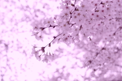 さくら