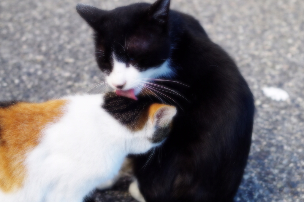 仲良し