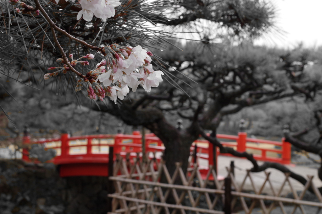 桜松橋