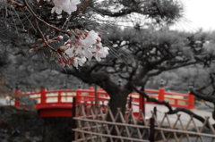 桜松橋