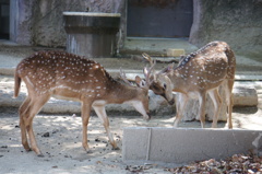 Fighting deers