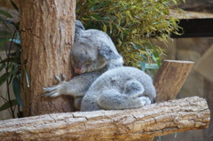 The Koala sleeps like a human
