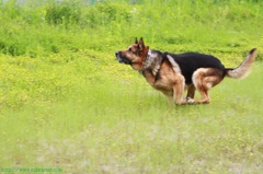 ボールハンター①