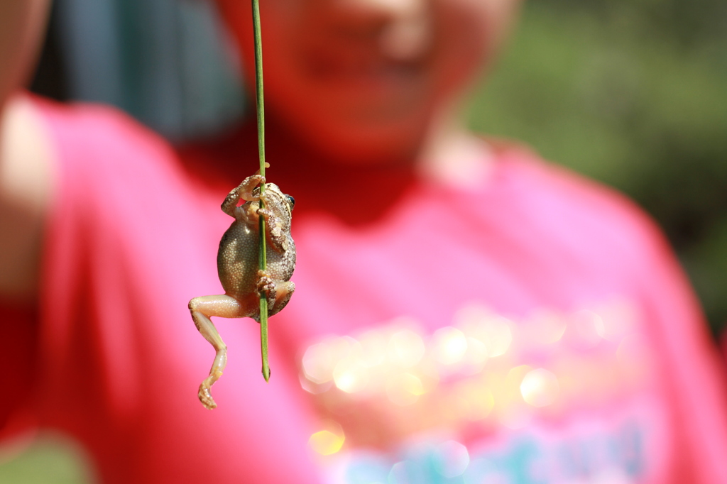 climbing horizontal bar