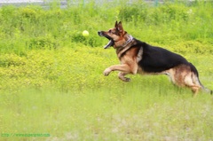 ボールハンター②