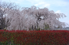 枝垂れ桜に赤絨毯