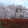 枝垂れ桜に赤絨毯