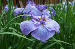 花菖蒲