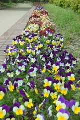 Butterfly Flowers