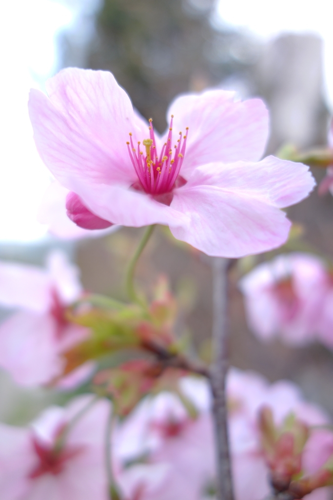 一輪の桜