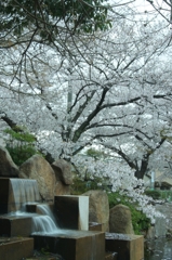 さくらと泉