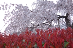 枝垂れ桜に赤絨毯2