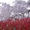 枝垂れ桜に赤絨毯2