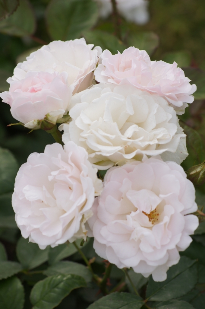 White Roses