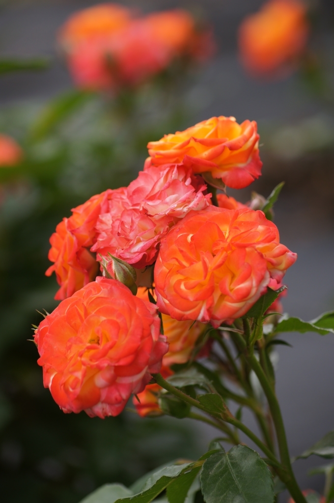 Orange Roses