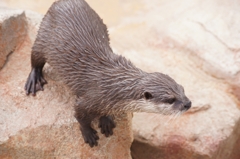 カワウソ