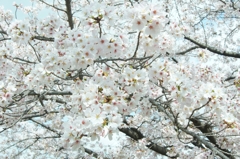 PanCherry