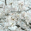 PanCherry