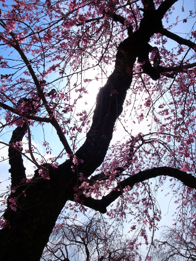桜