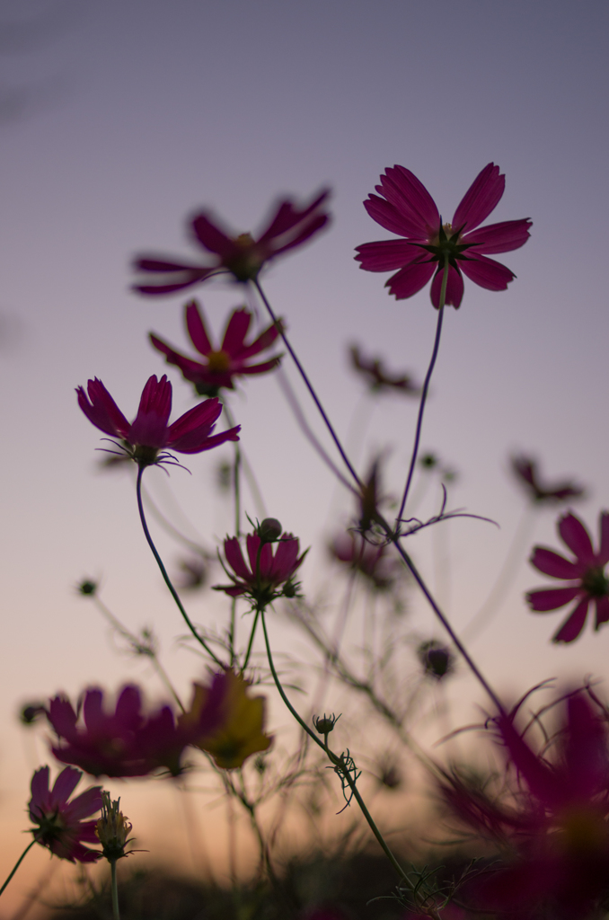 黄昏秋桜