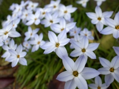 春の花