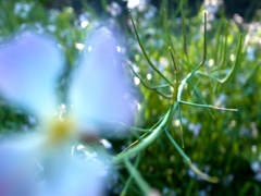マメ科？の野草