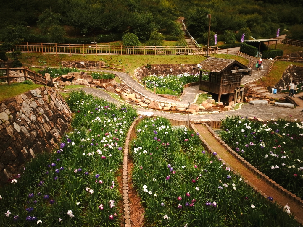 花菖蒲園