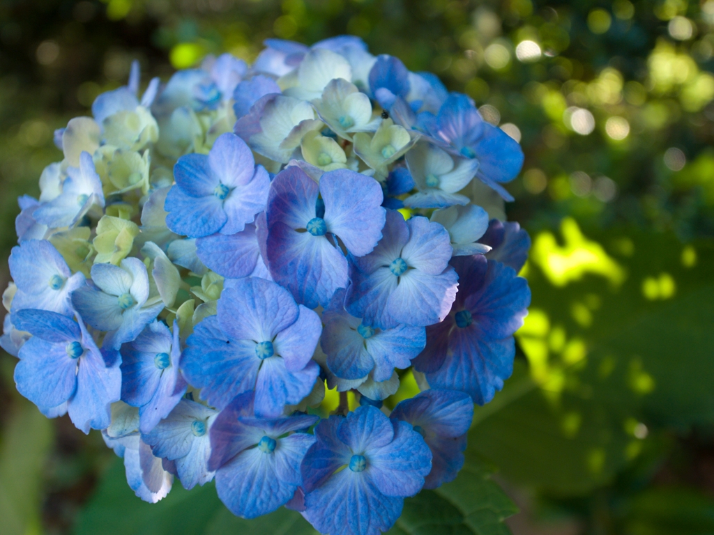 紫陽花