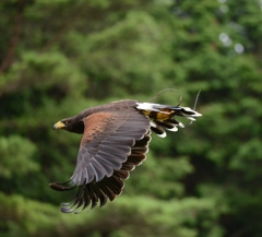 花鳥園