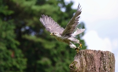 花鳥園