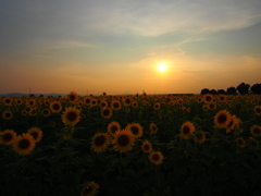 日曜の夕暮れ
