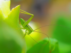 ひげ掃除