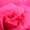 Dew