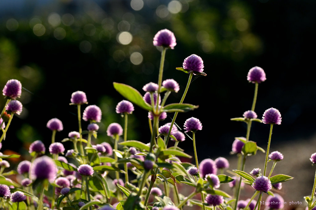 morning light