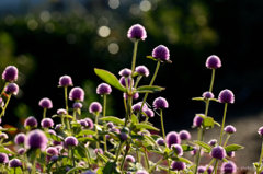 morning light
