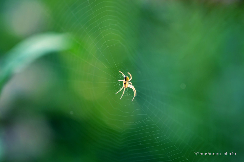 spider