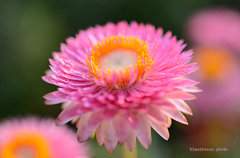 vivid