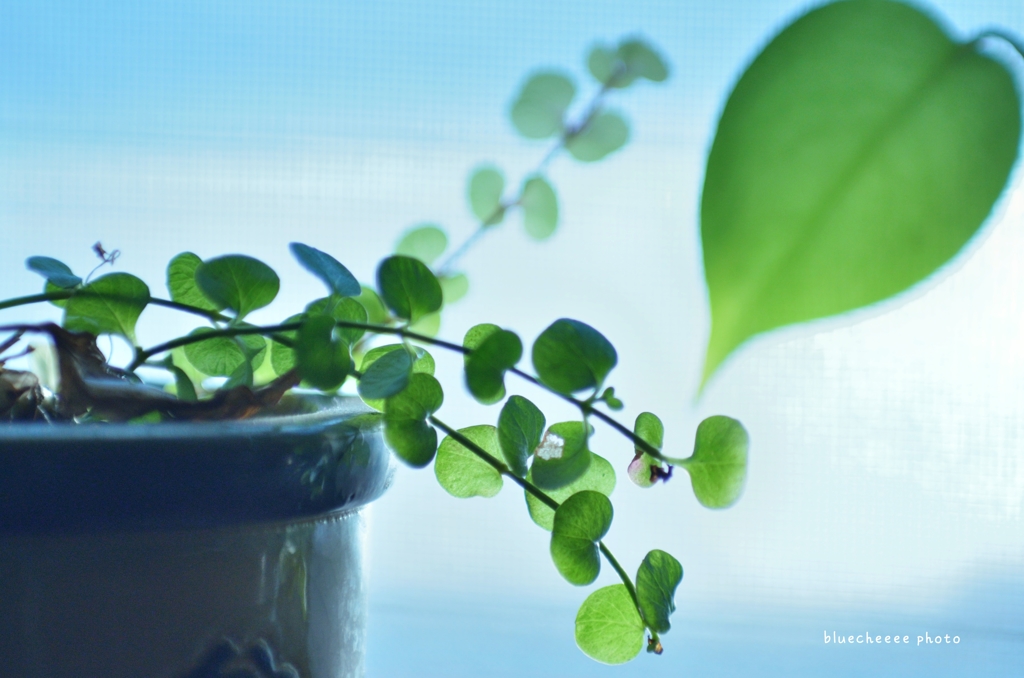 ｍｏｒｎｉｎｇ　ｌｉｇｈｔ