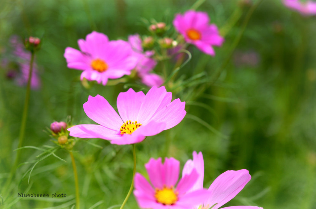 秋桜