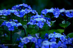 蒼い時
