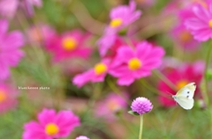 ひらり　ひらり