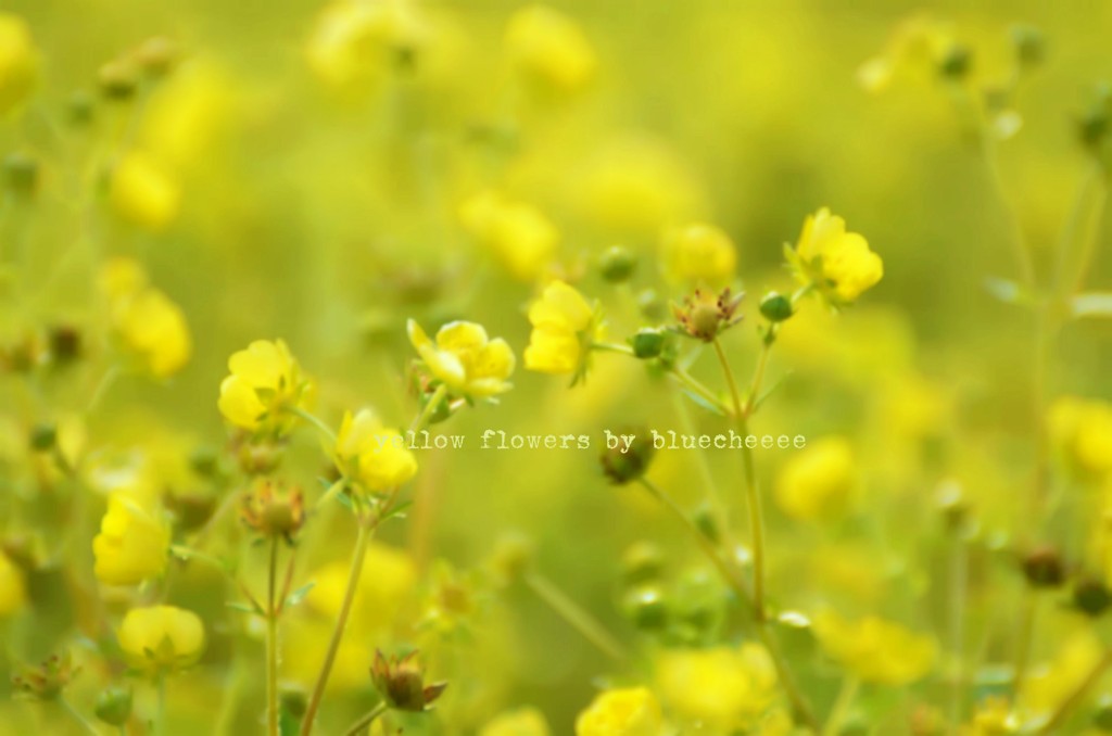 yellow flowers