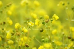 yellow flowers
