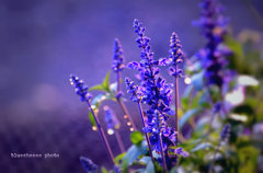 blue salvia