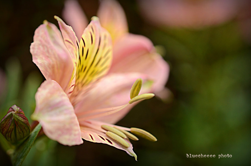 alstroemeria