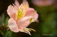 alstroemeria