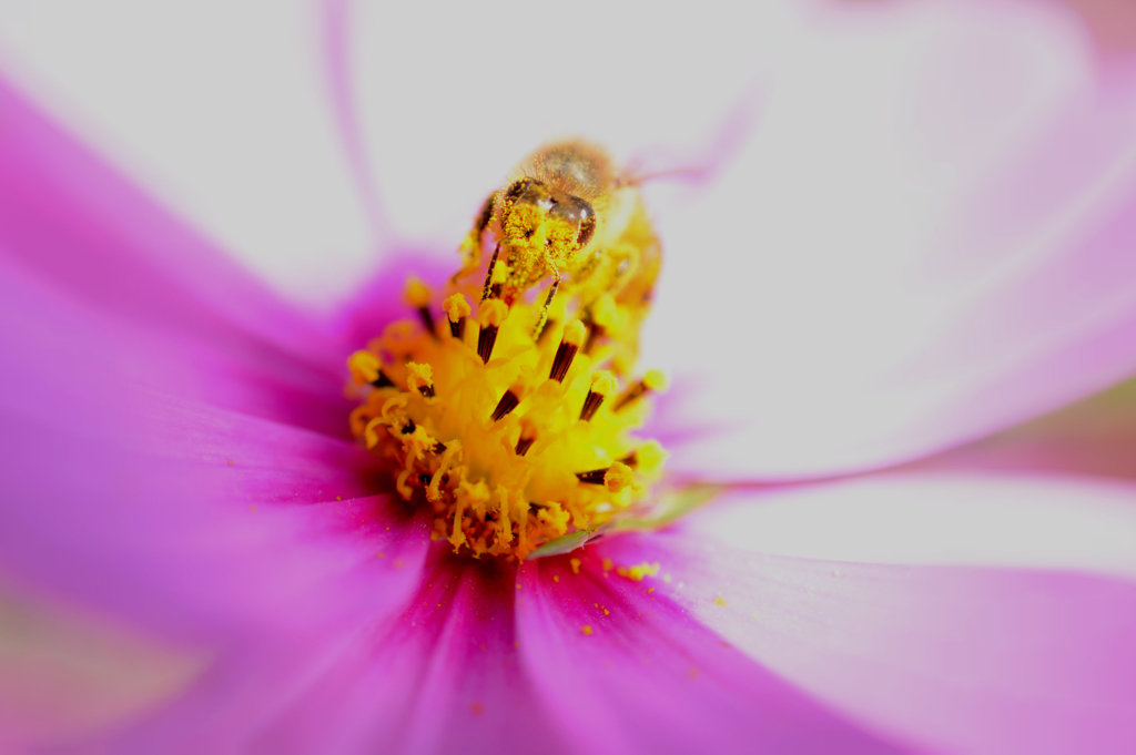 覆面bee