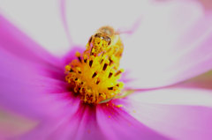 覆面bee