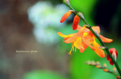 crocosmia