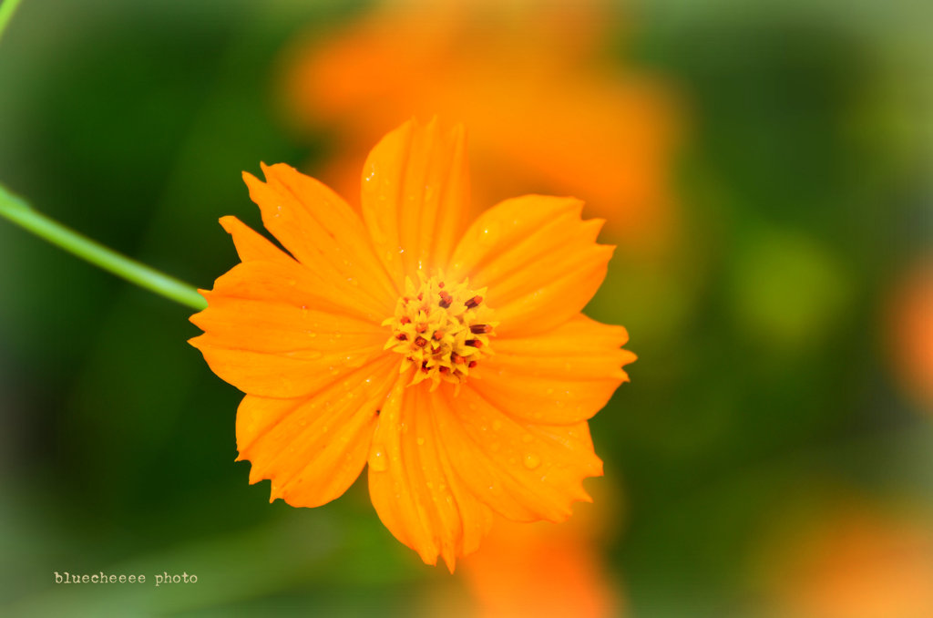 sweet orange